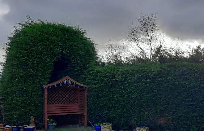 Fine Hedgework Before